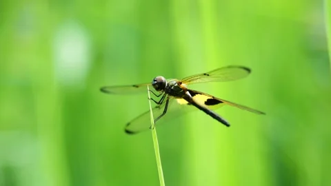 Dragonfly on leaf with natural green background Stock Footage 160389724