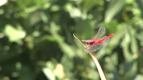 Dragonfly on a leaf. Not graded. Stock Footage 46098902