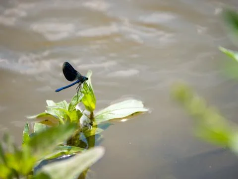 Dragonfly on a leaf over a wild river Stock Photos