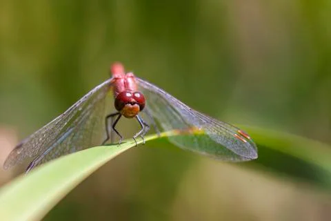 Dragonfly on a Leaf Stock Photos