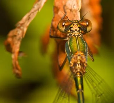 A dragonfly on a leaf Stock Photos