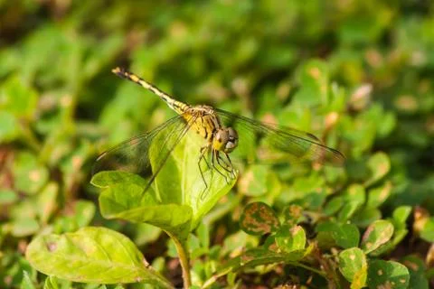 Dragonfly on leaf Foto stock