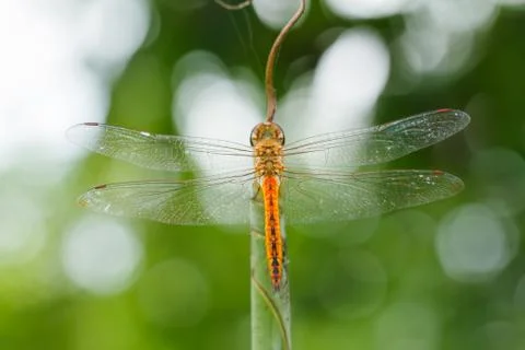 Dragonfly on leaf 写真素材