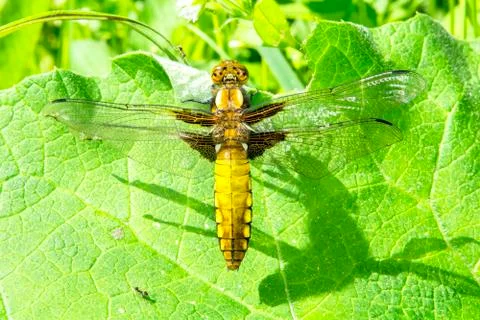 Dragonfly on leaf Stock Photos