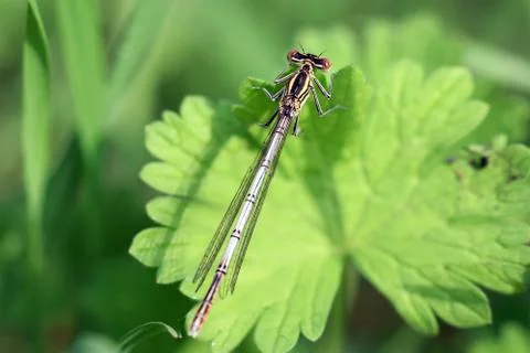 Dragonfly on leaf Stock Photos