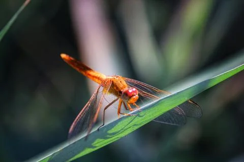 Dragonfly on a leaf Stock Photos