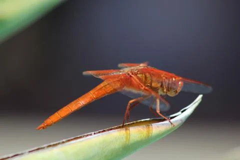 Dragonfly On Leaf Stock Photos