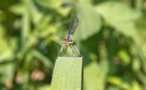 Dragonfly on a leaf Stock Photos