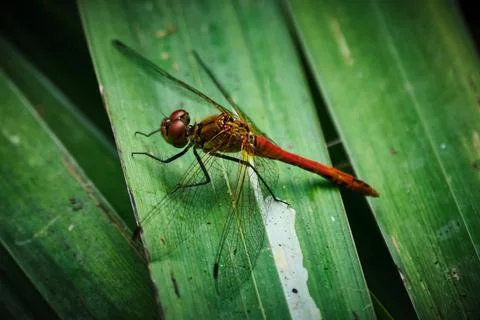 Dragonfly on a leaf Stock Photos