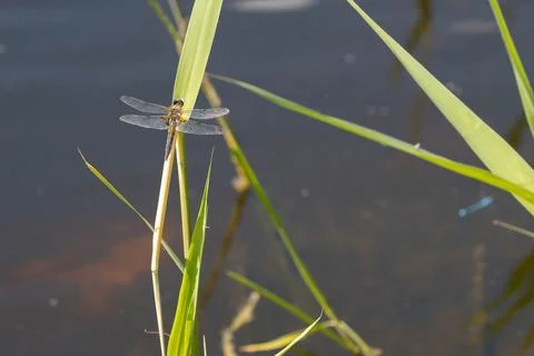 Dragonfly on a leaf Stock Photos