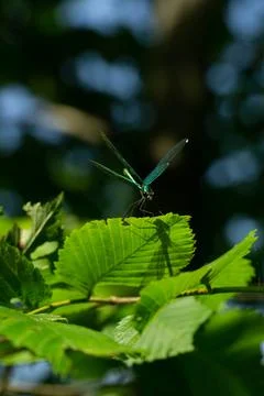 Dragonfly on a leaf Stock Photos