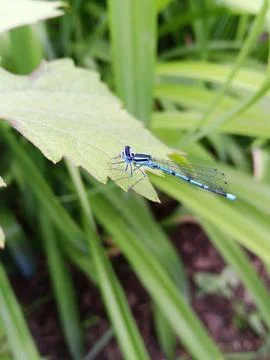 Dragonfly on a leaf Фото