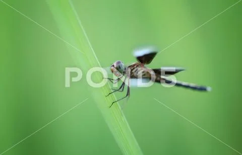Dragonfly on a leaf of rice. Stock Photos