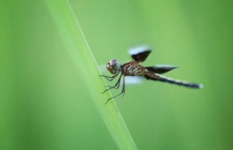 Dragonfly on a leaf of rice. Stock Photos