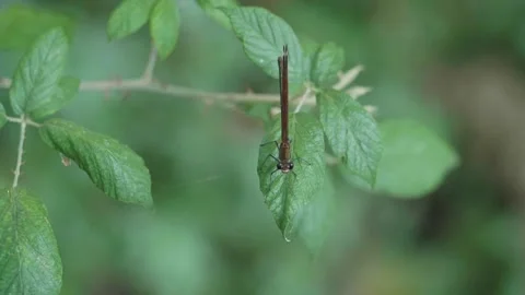 Dragonfly on leaf. Slow motion of dragonflies insect Stock Footage 137692797