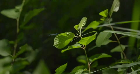 Dragonfly on a leaf / Slow motion 스톡 동영상 130908416