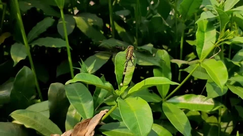 A dragonfly on a leaf in a strong wind Stock Footage 284441812