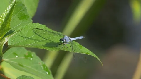 Dragonfly on a leaf in the sun - Blue darter - 4K 4:2:2 10-bit 動画素材 92957612