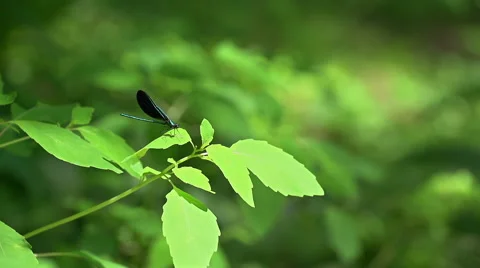 Dragonfly on a leaf in Super Slow Motion - Macro 動画素材 52688417