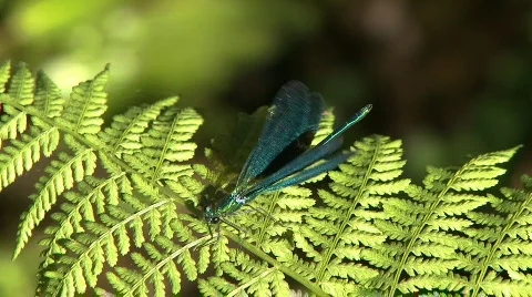 Dragonfly on leaf in swamp Stock Footage 307694