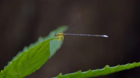 Dragonfly on leaf in tropical rain forest. Video stock 140690850