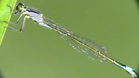 Dragonfly on a leaf video. Stock Footage 164351223