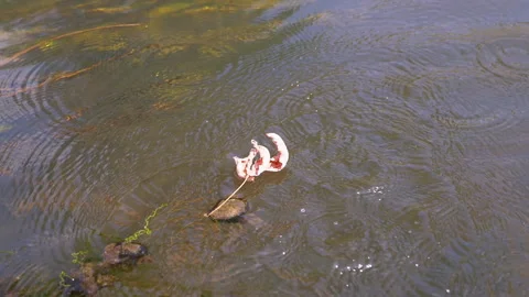 Dragonfly on a Leaf in Water Stock Footage 293272971