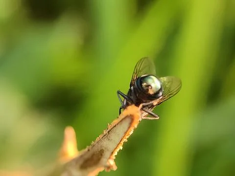 Dragonfly on a leafy green stem. Stock-Fotos