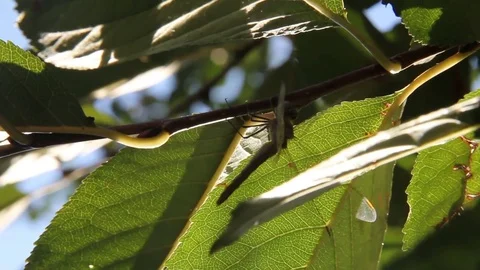 Dragonfly in leaves Stock Footage 81449806