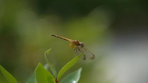 Dragonfly on the leaves Stock Footage 292960847