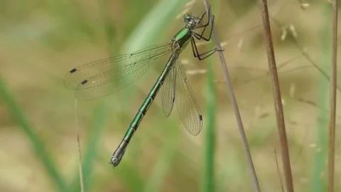 The dragonfly Lestes dryas sits on the grass and swings in the wind Video stock 122841382