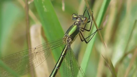 Dragonfly Lestes dryas sitting on the grass close up Stock-Footage 122841339