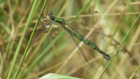 Dragonfly Lestes dryas sitting on the grass Video stock 122841420