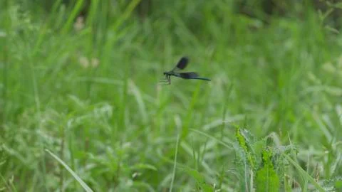 Dragonfly / Libelle 01 Foto stock