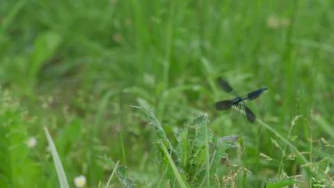 Dragonfly / Libelle 04 Stock Photos