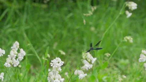 Dragonfly / Libelle 05 Foto stock