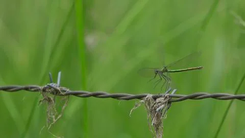 Dragonfly / Libelle 06 Stock Photos