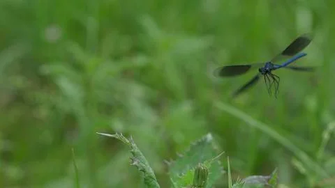 Dragonfly / Libelle 07 Stock Photos