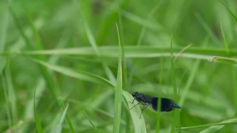 Dragonfly / Libelle 08 Stock Photos