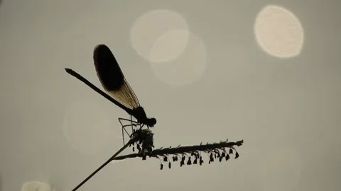 Dragonfly (libellula) in backlight lands on a flower 4K 2- Italian nature Video stock 138459228