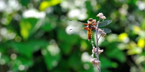 Dragonfly - libellula depressa Stock Photos