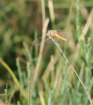 Dragonfly // Libellula Stock Photos