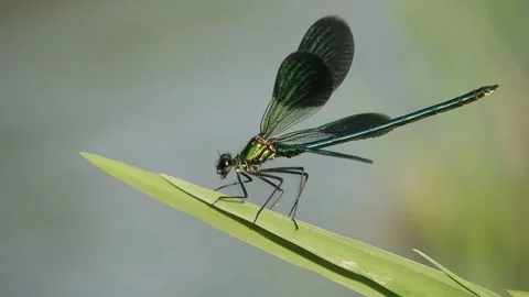 Dragonfly (libellula) sitting on a leaf 4K - Italian nature Video stock 138459953