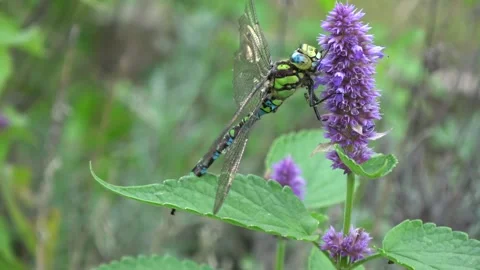 Dragonfly Libelula in  wind on an anise lofant flower Stock Footage 290516593