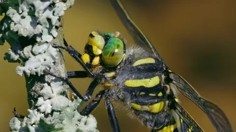 Dragonfly on lichencovered branch. Stock Footage 306335598