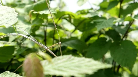 Dragonfly lifts off from inside a forest. Video stock 324763402