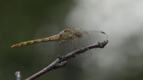Dragonfly light background Stock Footage 247043112