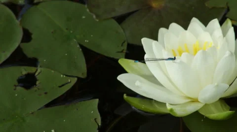 Dragonfly on a Lilypad Flower | Pan Stock Footage 34280197