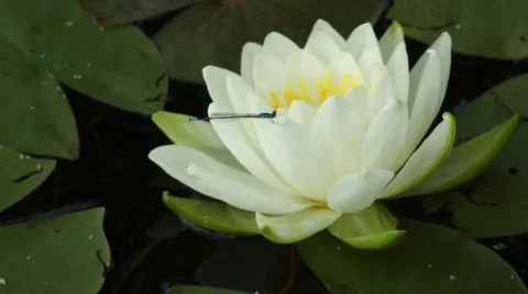 Dragonfly on a Lilypad Flower | Pan Stock Footage 34280574
