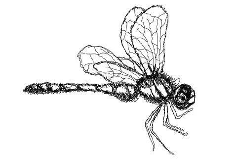 Dragonfly line art Stock Illustration